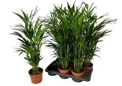 Dypsis Lutescens 17Ø 80cm