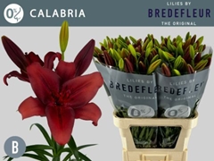Lily La Calabria 95cm 4+