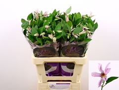 Clematis Amazing Miami 60cm