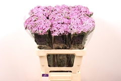 Achillea Anna 60cm