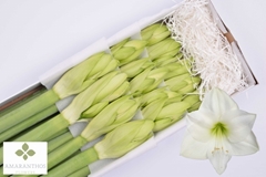 Hippeastrum Albarino 90cm