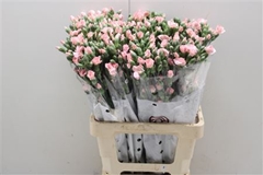 Dianthus Spray Single Solomio Cas 60cm