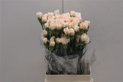 Dianthus Single Apple Tea 70cm