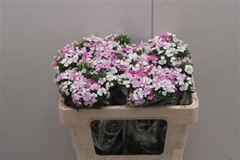 Dianthus Barb Rose Magic 50cm