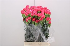 Dianthus Single Mandalay 75cm