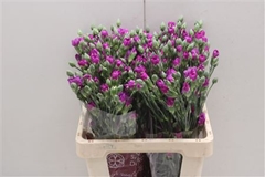 Dianthus Spray Jacaranda 60cm