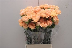 Dianthus Single Caroline Gold 75cm