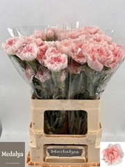 Dianthus Single Rosalba 60cm