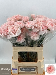 Dianthus Single Mudah Rosa 60cm