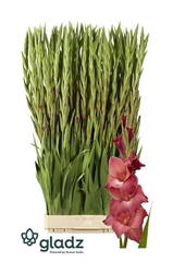 Gladiolus Indian Summer 110cm 180gr.