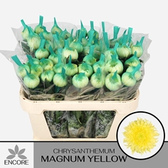 Chrysanth Single Magnum Yellow 70cm 60gr.