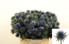 Eryngium Magnetar 40cm