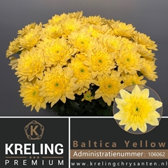 Chrysanth Spray Baltica Yellow 70cm 80gr.