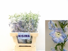 Delphinium Double Magic Fountains Skyblue Whitebee 60cm