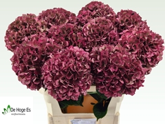 Hydrangea Pink Ruby Classic 80cm 21-23cm Hd