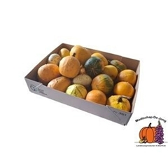 Cucurbita Pepo Mix 8cm