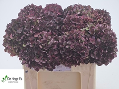 Hydrangea Rubyred 50cm 16-18cm Hd