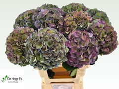 Hydrangea Royal Crown Classic 60cm 18-20cm Hd