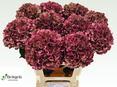 Hydrangea Pink Ruby Classic 60cm 16-18cm Hd