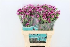 Dianthus Spray Ekeko 60cm
