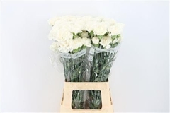 Dianthus Single Polar Route 70cm