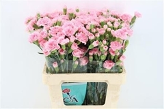 Dianthus Spray Gianna 60cm