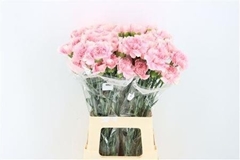 Dianthus Single Romance 70cm