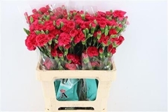 Dianthus Spray Canela 60cm