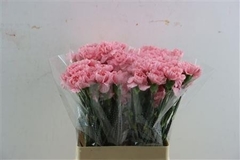 Dianthus Single Chevin 60cm