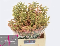 Delphinium Single Pink Sensation 60cm