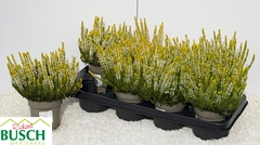 Calluna Beauty Ladies Agneta 12Ø 18cm