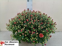 Chrysanth Jasoda Red 23Ø 35cm