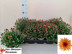 Chrysanthemum Gardenmumsaic Double Orange 12Ø 25cm