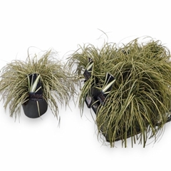 Carex Evergold 19Ø 30cm
