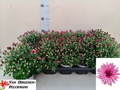 Chrysanth Gardenmumsaic Rose 12Ø 25cm