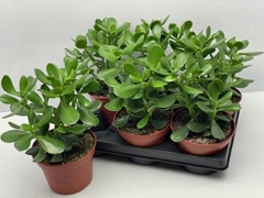Crassula Ovata 15Ø 26cm