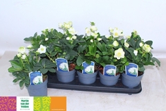 Helleborus Christmas Carol 12Ø 24cm