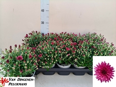 Chrysanth Gardenmumsaic Double Purple 12Ø 25cm