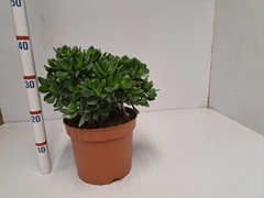 Crassula Sunset 23Ø 40cm