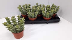 Crassula Perforata 13Ø 21cm