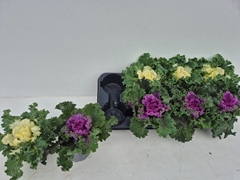 Brassica Oleracea 12Ø 12cm