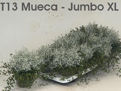 Leucophyta Brownii 13Ø 22cm