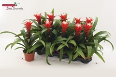 Guzmania Hope 12Ø 33cm