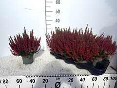 Calluna Vulgaris Beauty Ladies Scarlet Early 12Ø 28cm