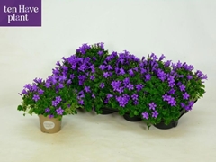 Campanula Porto 11Ø 20cm
