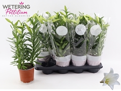 Lilium Miracle 13Ø 44cm