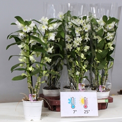 Dendrobium Star Class Apollon 12Ø 60cm 3st