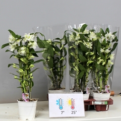 Dendrobium Star Class Apollon 12Ø 50cm 3st