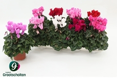 Cyclamen Super Serie Allure 10Ø 20cm