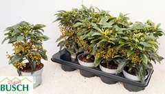 Ardisia Crenata 13Ø 30cm